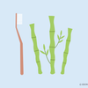Bamboo Toothbrush Benefits